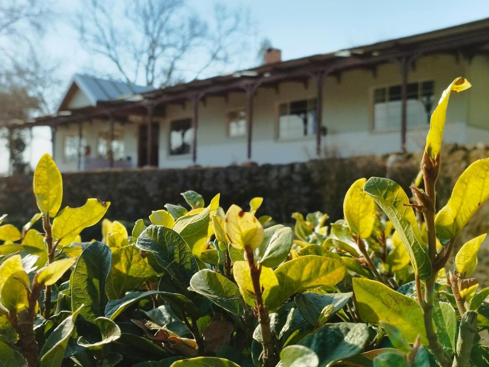 Tumble In Bed & Breakfast Underberg Eksteriør bilde